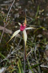 Caladenia fulva