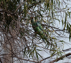 Barnardius zonarius barnardi