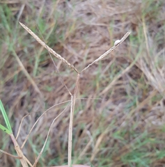 Paspalum vaginatum