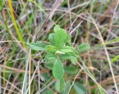 Rubus cuneifolius