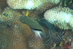 Plectroglyphidodon dickii