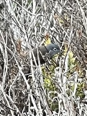 Polioptila californica