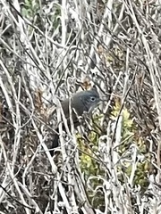 Polioptila californica