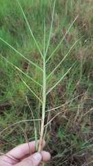 Paspalum vaginatum