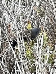 Polioptila californica