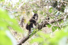 Alouatta guariba