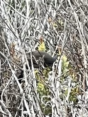 Polioptila californica