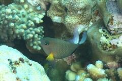 Plectroglyphidodon dickii