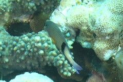 Plectroglyphidodon dickii