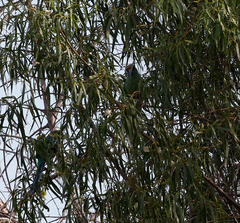 Barnardius zonarius barnardi