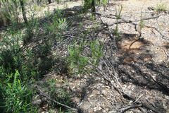 Billardiera heterophylla