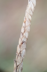 Paspalum vaginatum