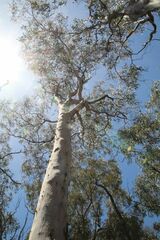 Eucalyptus wandoo