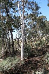 Eucalyptus wandoo