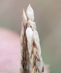Paspalum vaginatum