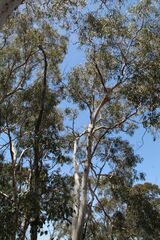 Eucalyptus wandoo
