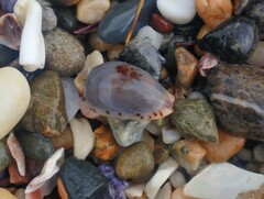 Purpuradusta gracilis