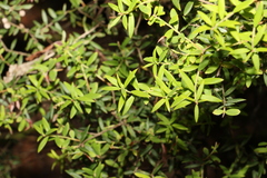 Acrotriche aggregata