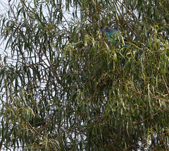 Barnardius zonarius barnardi