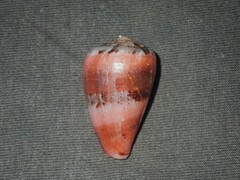 Conus papilliferus