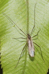 Amphineurus