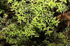 Acrotriche aggregata