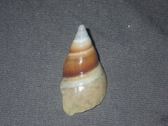 Ancillista velesiana