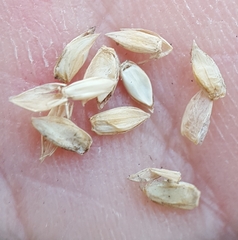 Paspalum vaginatum