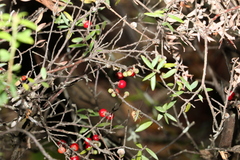 Acrotriche aggregata