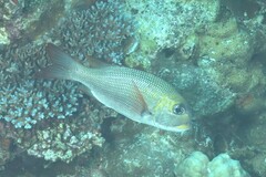 Monotaxis grandoculis