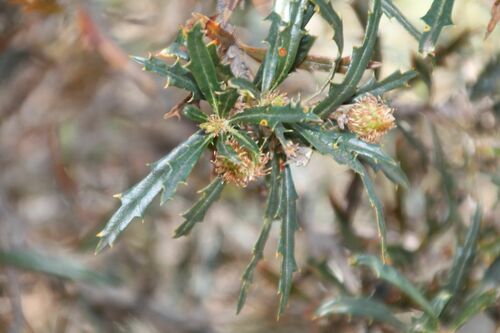 Image of Banksia squarrosa by (c) Em Lamond, some rights reserved (CC BY)