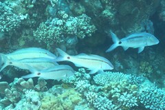 Parupeneus barberinus