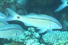 Parupeneus barberinus