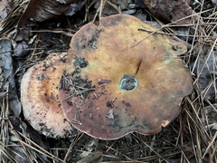 Lactarius chelidonium