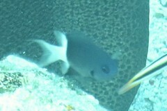 Pycnochromis margaritifer