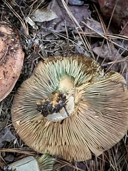 Lactarius chelidonium