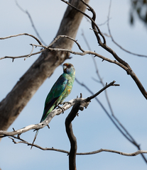 Barnardius zonarius barnardi