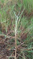 Paspalum vaginatum