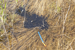 Anaxyrus boreas