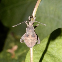 Acanthocoris scaber