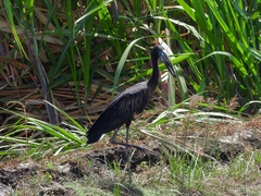 Anastomus lamelligerus