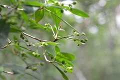 Psychotria erythrocarpa