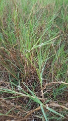 Paspalum vaginatum