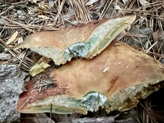 Lactarius chelidonium