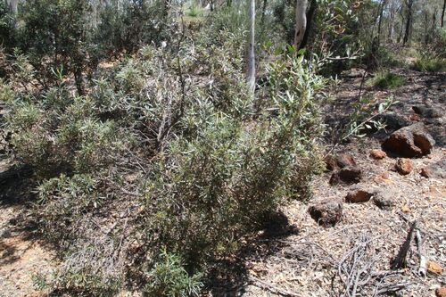 Image of Banksia squarrosa by (c) Em Lamond, some rights reserved (CC BY)