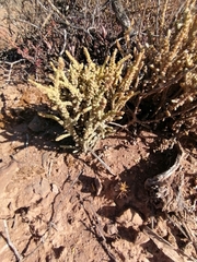 Crassula muscosa