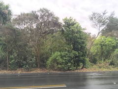 Alectryon excelsus excelsus