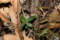 Leichhardtia coronata