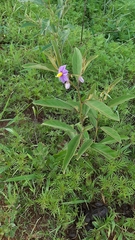 Solanum campylacanthum