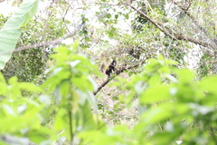 Alouatta guariba